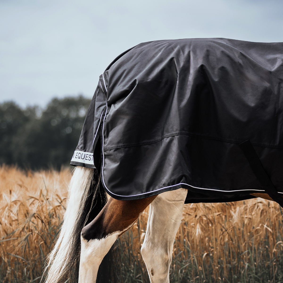 Axel 3-in-1 Horse Blanket 300g